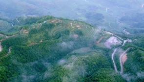 魏氏茶園宣傳片