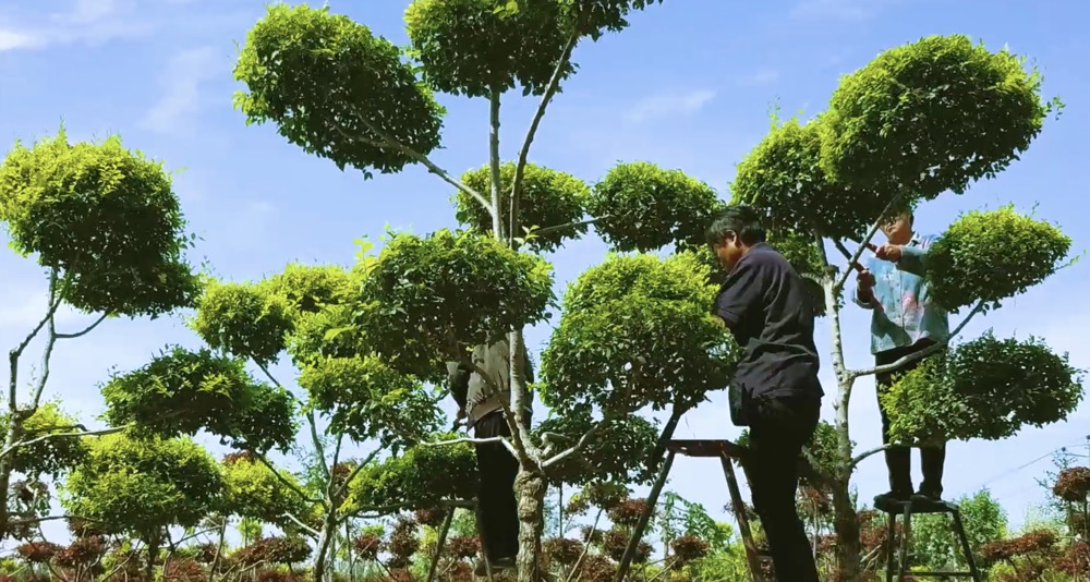 林科院金葉榆產(chǎn)品宣傳片